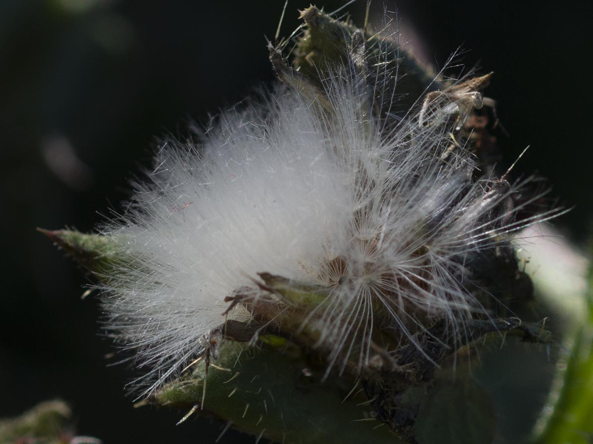 gefiederter Pappus